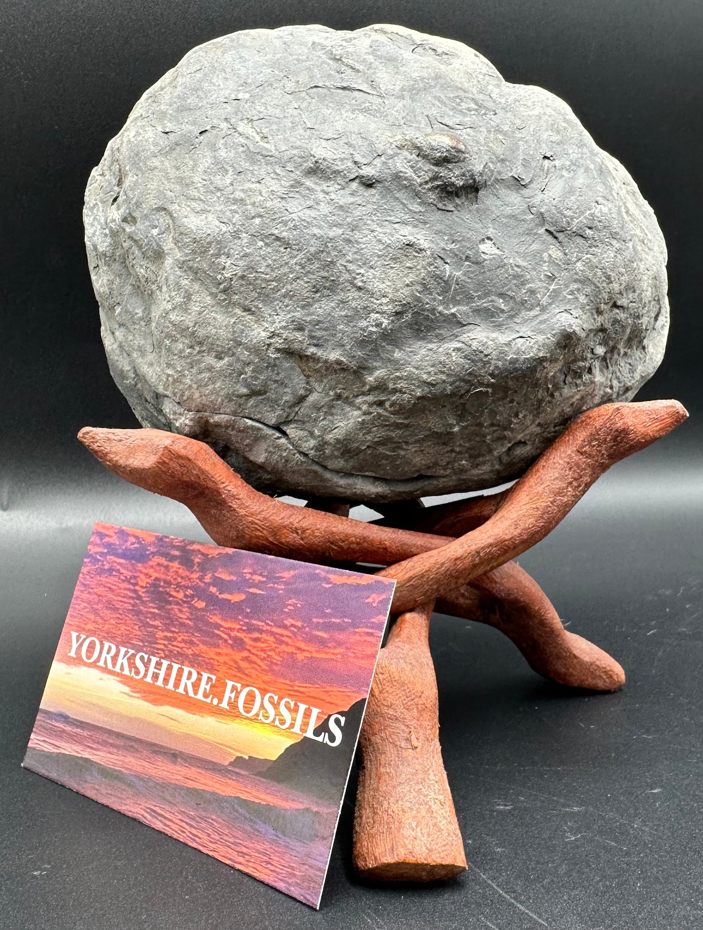 Hildoceras lusitanicum Ammonite nodule (split pair) Fossil With Stand - Whitby, North Yorkshire Jurassic Coast Yorkshire Fossils