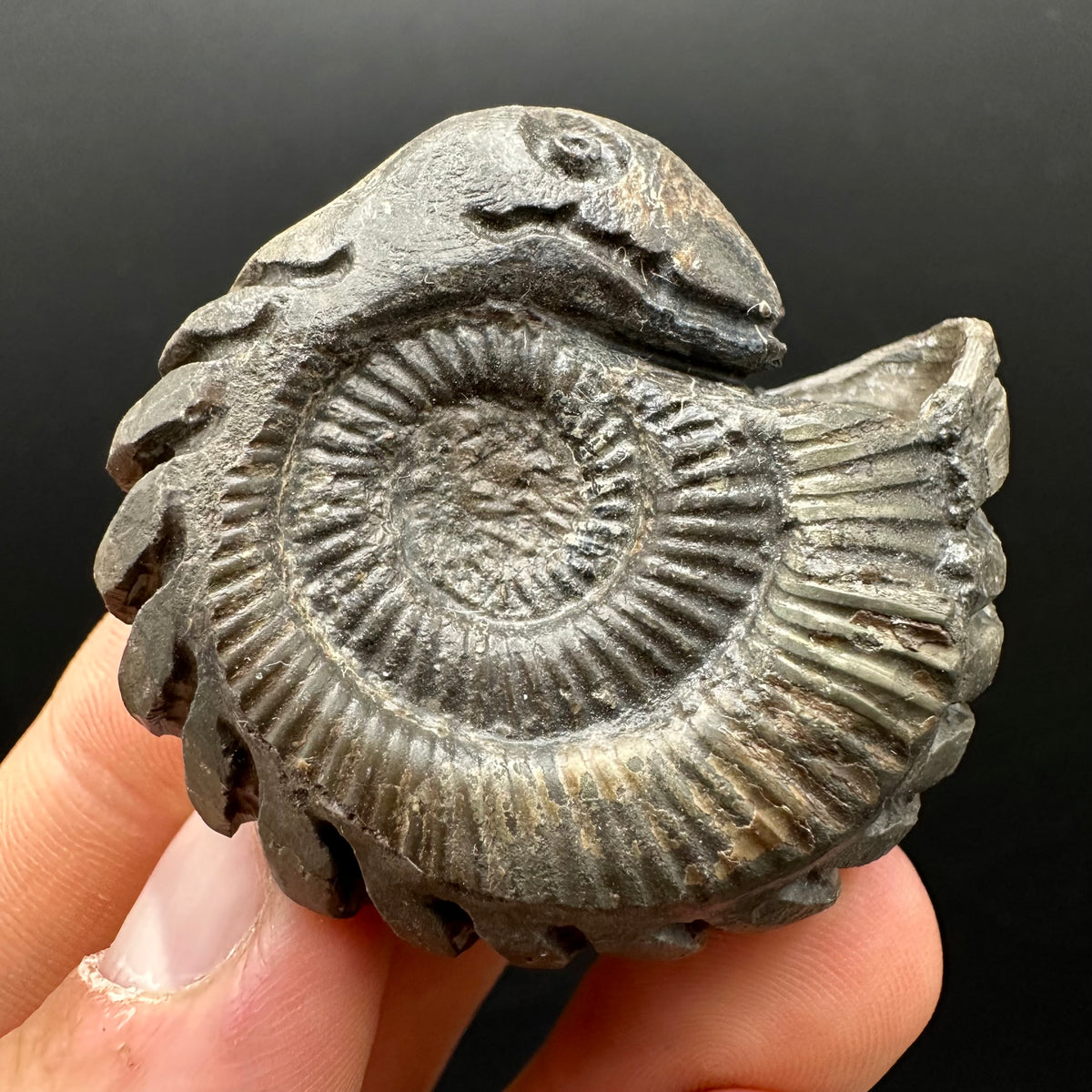 Snakestone Ammonite Fossil With Bag/Box And Stand - Whitby, North Yorkshire Jurassic Coast Yorkshire Fossils