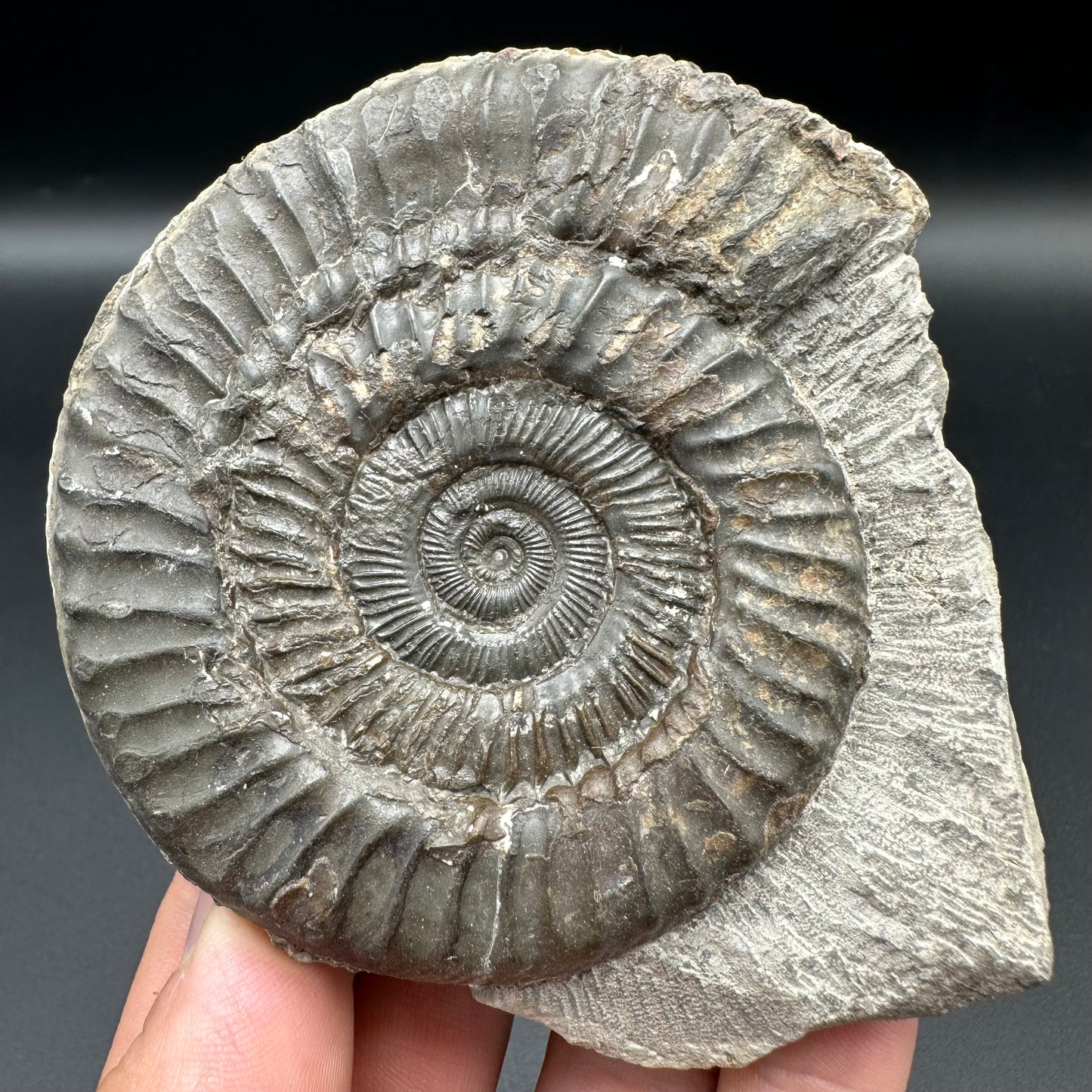 Peronoceras turriculatum ammonite fossil with box and stand - Whitby, North Yorkshire Jurassic Coast, Yorkshire fossils