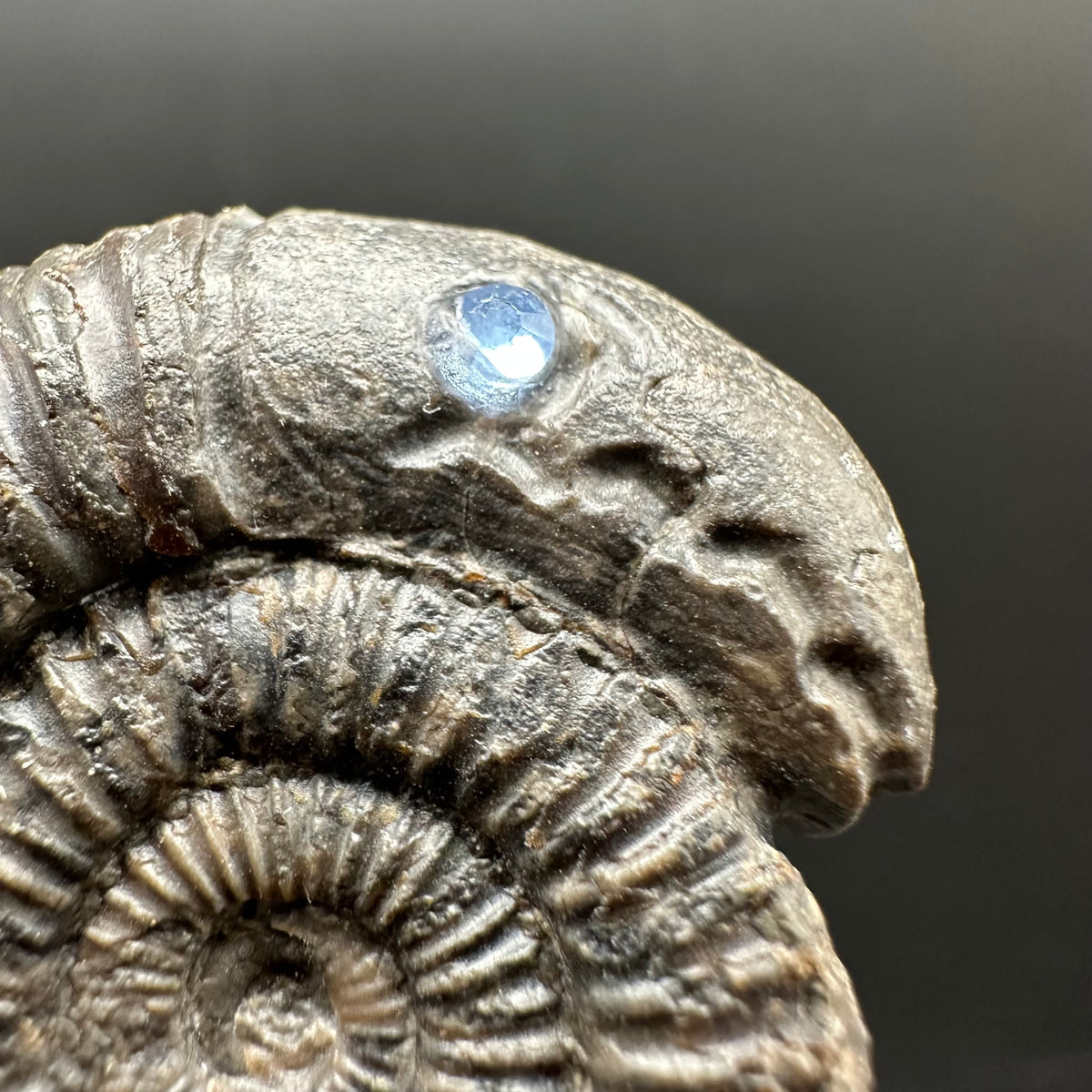 Snakestone Ammonite Fossil With Bag/Box And Stand - Whitby, North Yorkshire Jurassic Coast Yorkshire Fossils