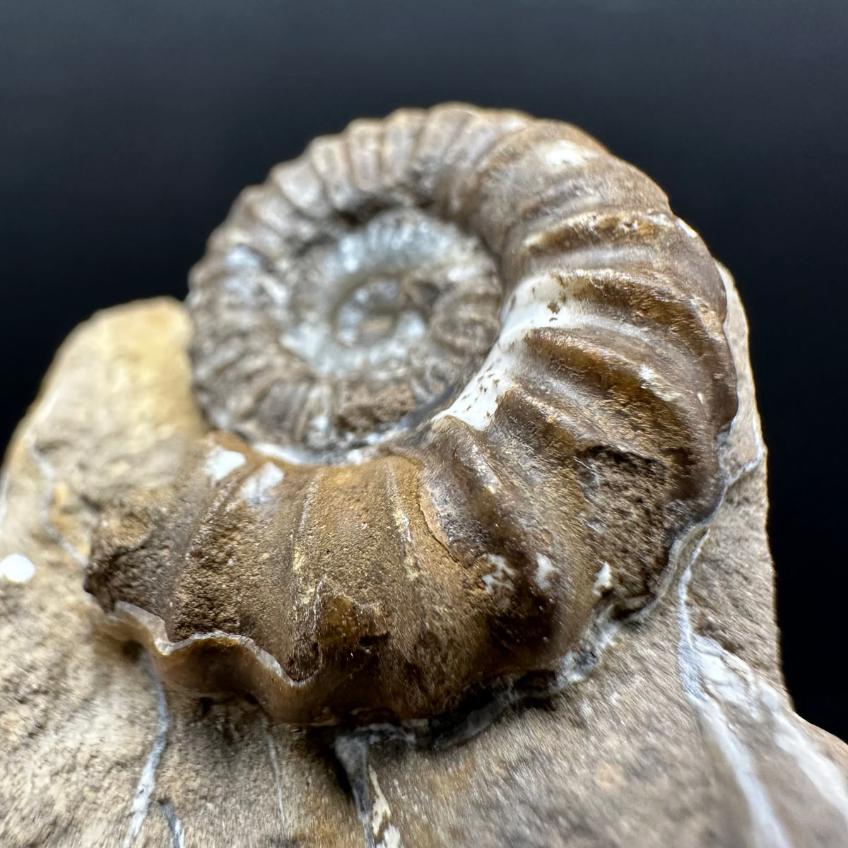 Androgynoceras capricornus Ammonite Fossil With Stand - Whitby, North Yorkshire Jurassic Coast Yorkshire Fossils