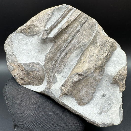 Gyrosteus Fish Bone fossil - Whitby, North Yorkshire, Jurassic Coast, Yorkshire Fossils