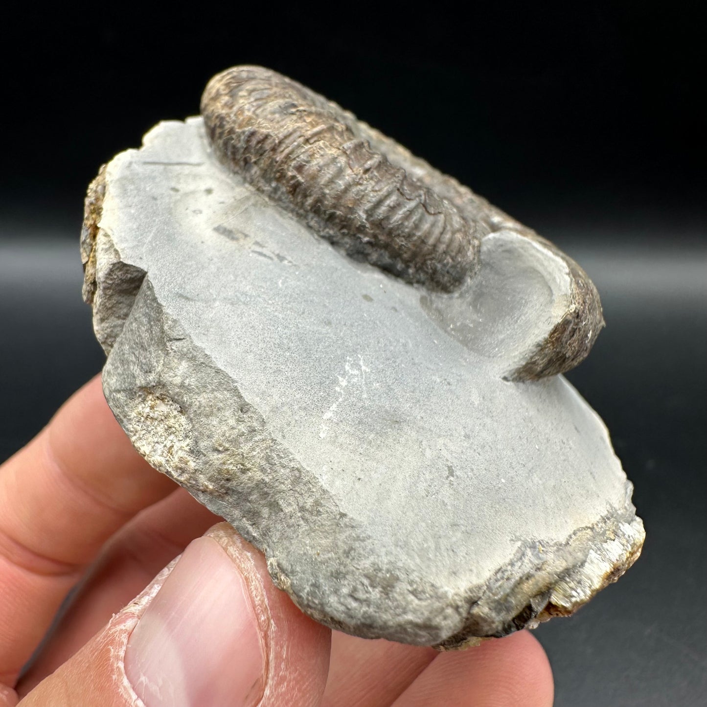 Dactylioceras Ammonite Fossil With Box And Stand - Whitby, North Yorkshire Jurassic Coast Yorkshire Fossils