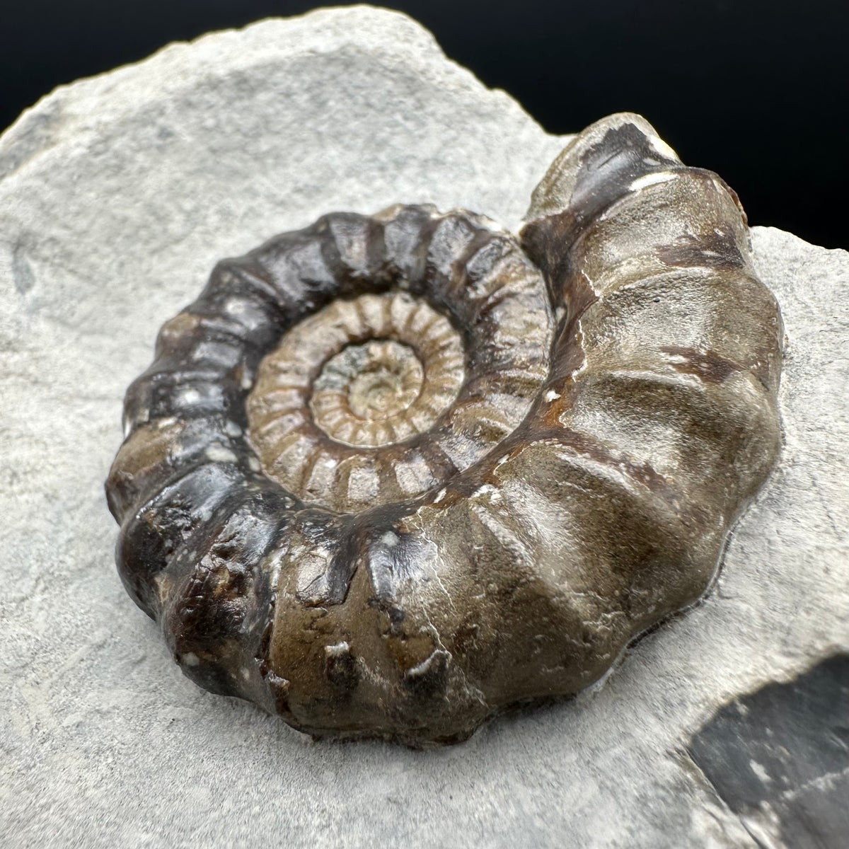 Androgynoceras maculatum ammonite fossil with stand - Whitby, North Yorkshire Jurassic Coast Yorkshire Fossils