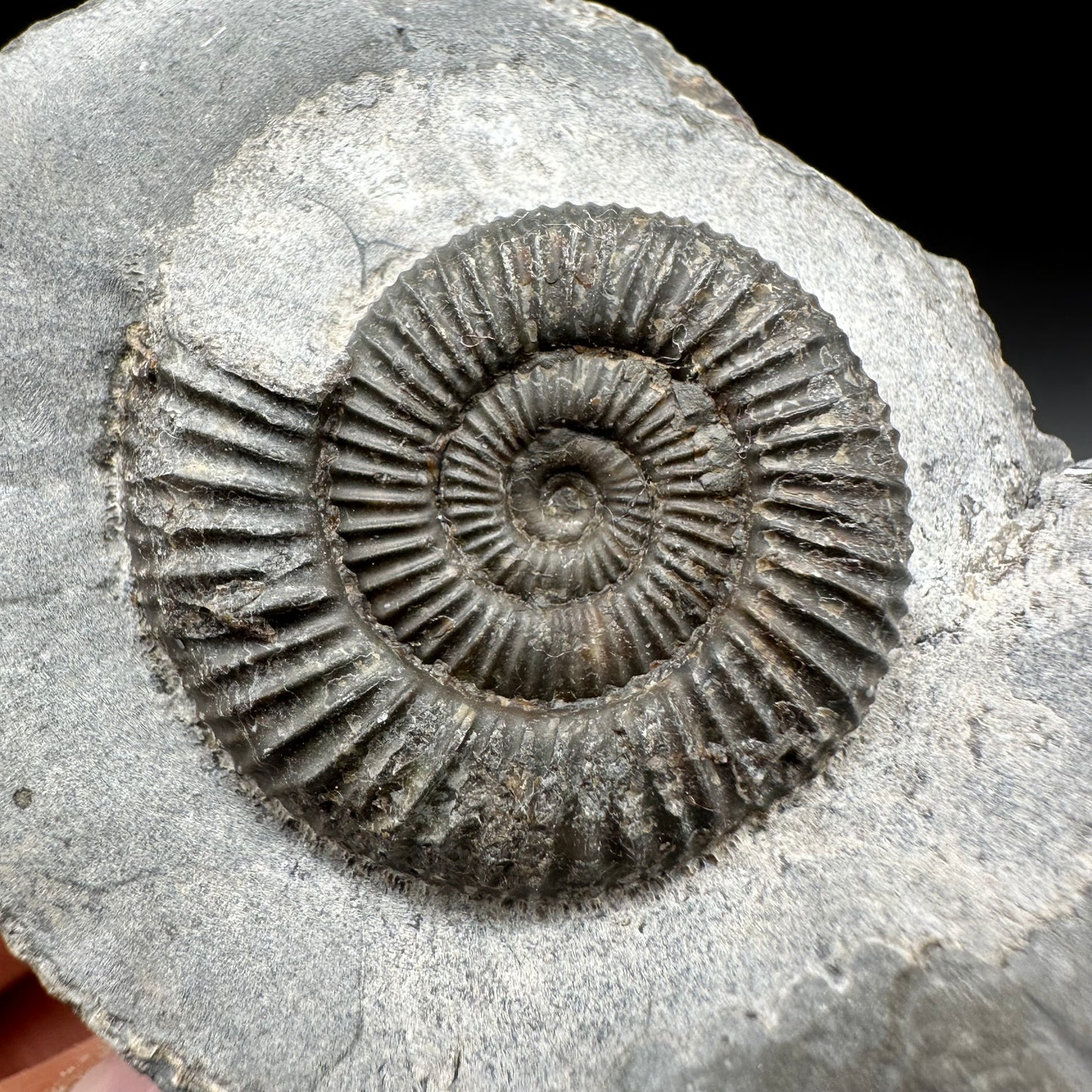 Dactylioceras Ammonite Fossil With Box And Stand - Whitby, North Yorkshire Jurassic Coast Yorkshire Fossils