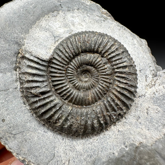 Dactylioceras Ammonite Fossil With Box And Stand - Whitby, North Yorkshire Jurassic Coast Yorkshire Fossils