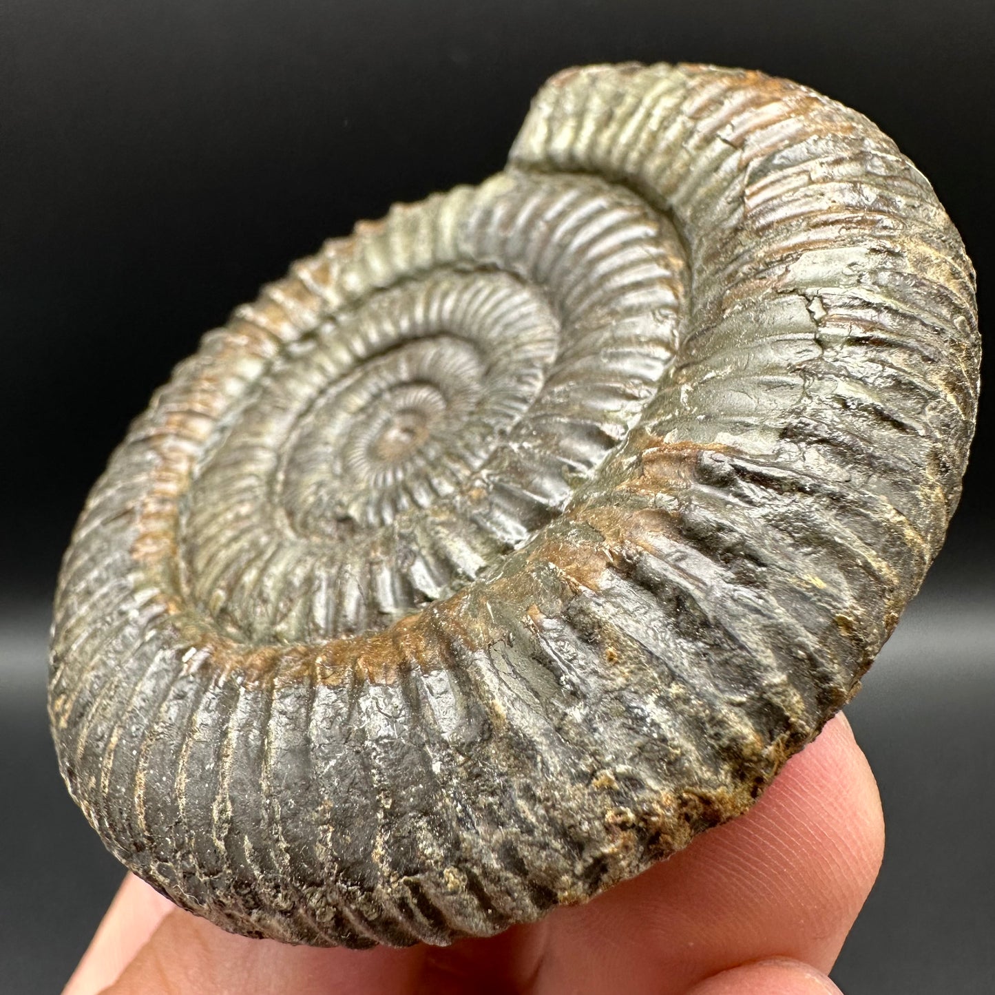 Dactylioceras Ammonite Fossil With Box And Stand - Whitby, North Yorkshire Jurassic Coast Yorkshire Fossils