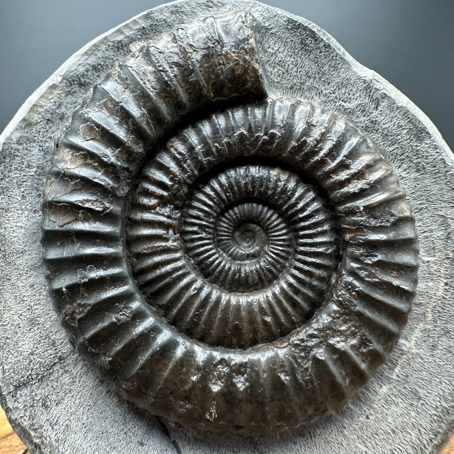 Dactylioceras Ammonite Fossil With box and Stand - Whitby, North Yorkshire Jurassic Coast Yorkshire Fossils