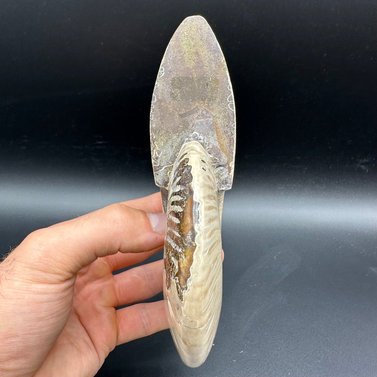 Cleoniceras Ammonite Fossil With Stand - Cretaceous Ammonite Madagascar