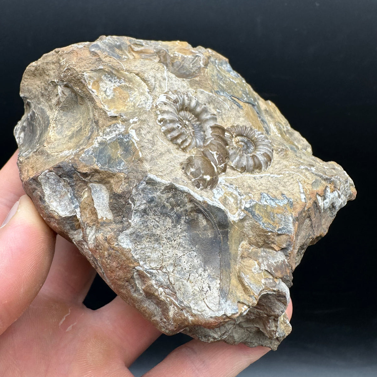 Androgynoceras capricornus Ammonite Fossil With Stand - Whitby, North Yorkshire Jurassic Coast Yorkshire Fossils