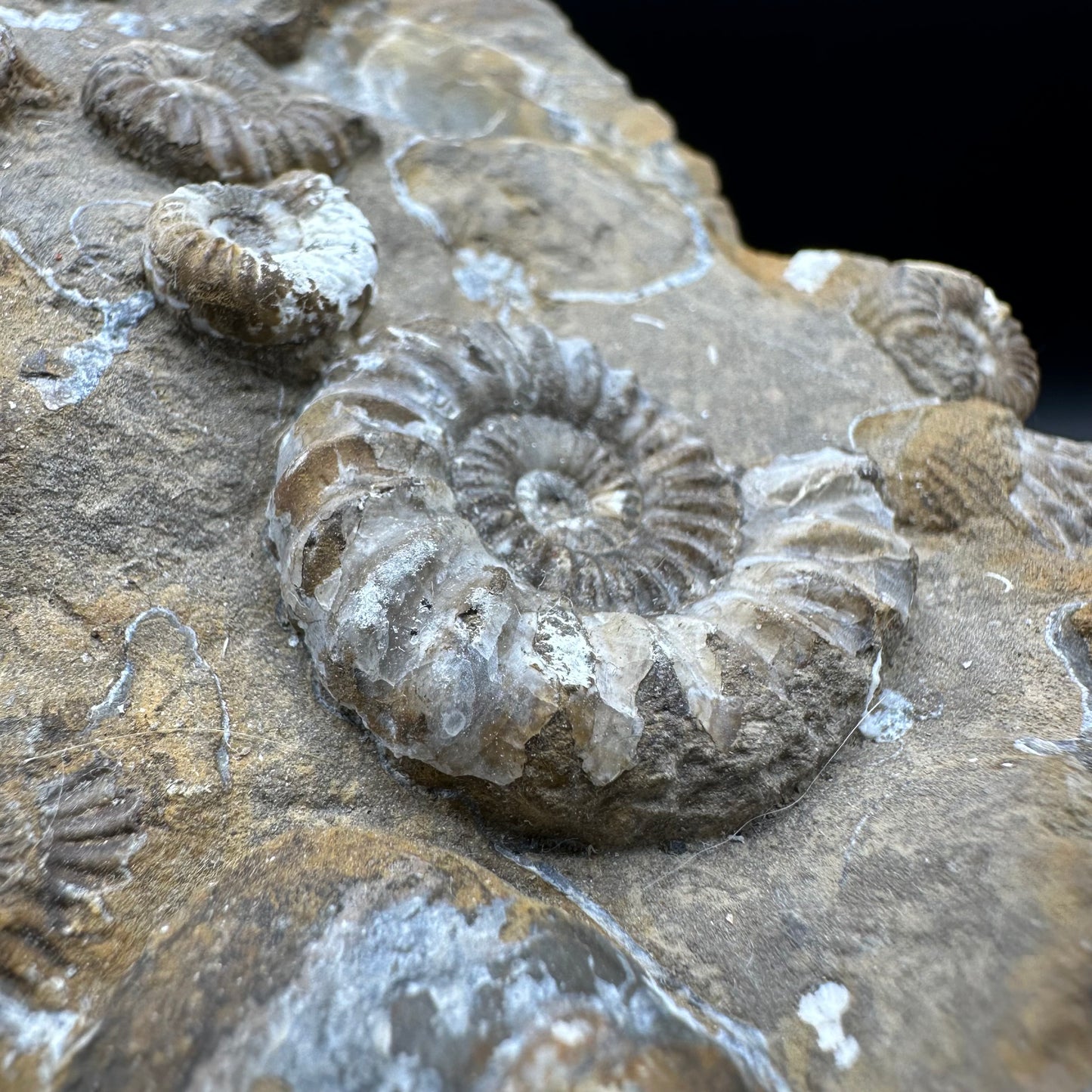 Androgynoceras Capricornus ammonite fossil - Whitby, North Yorkshire Jurassic Coast Yorkshire Fossils