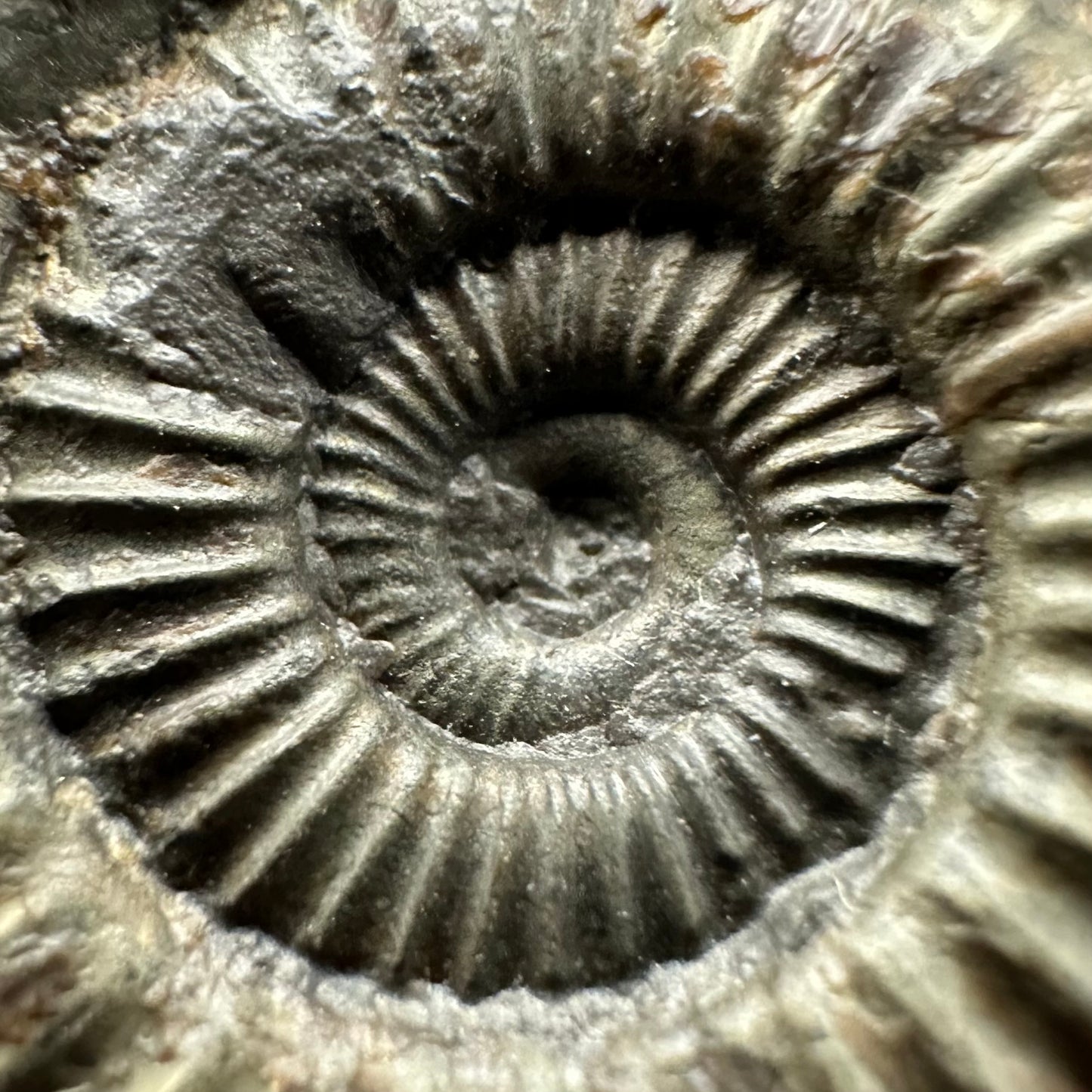 Dactylioceras Ammonite Fossil Gift Set - Whitby, North Yorkshire Jurassic Coast Yorkshire Fossils