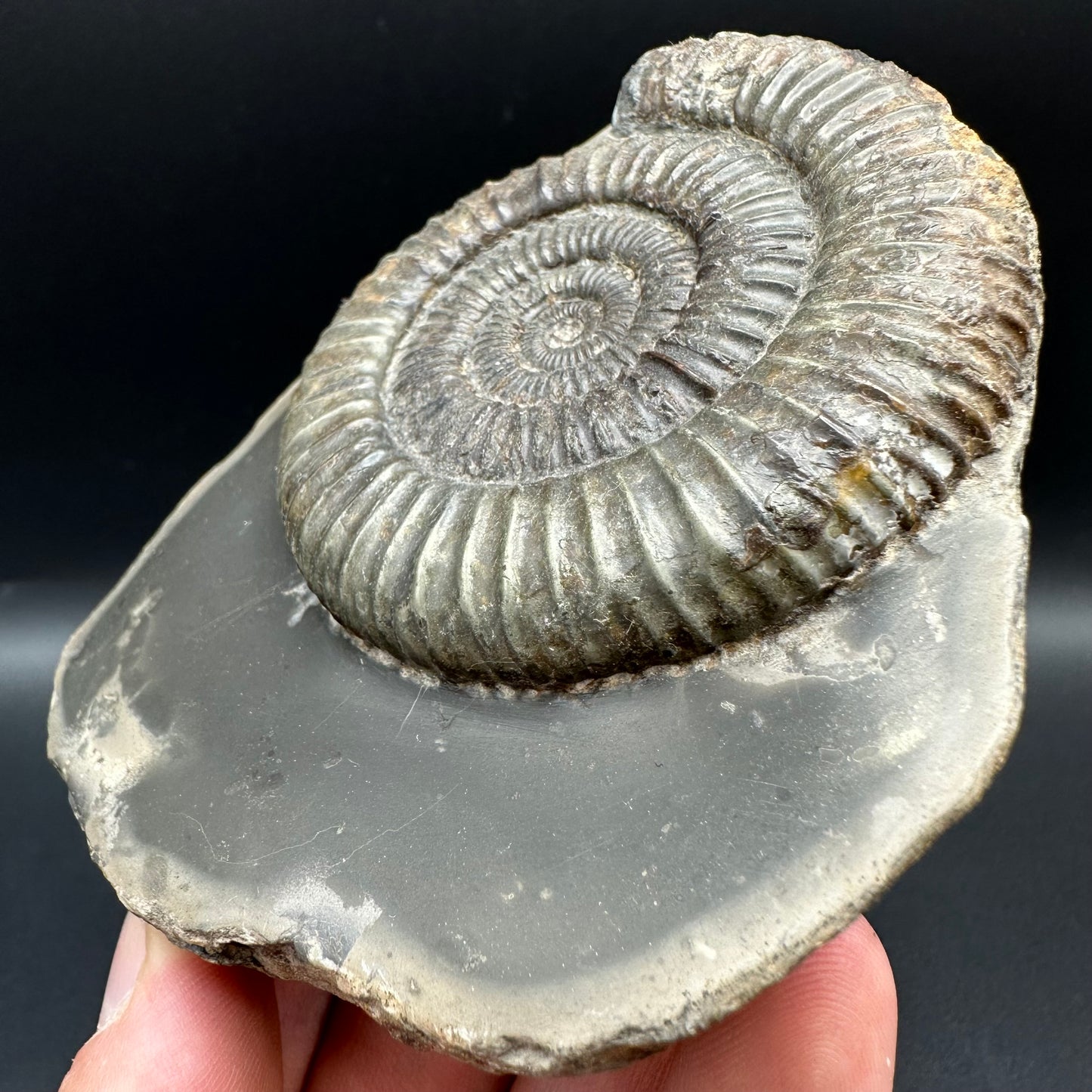 Dactylioceras Ammonite Fossil With Box And Stand - Whitby, North Yorkshire Jurassic Coast Yorkshire Fossils