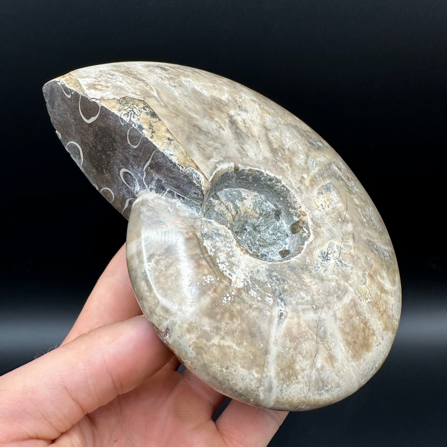 Cleoniceras Ammonite Fossil With Stand - Cretaceous Ammonite Madagascar