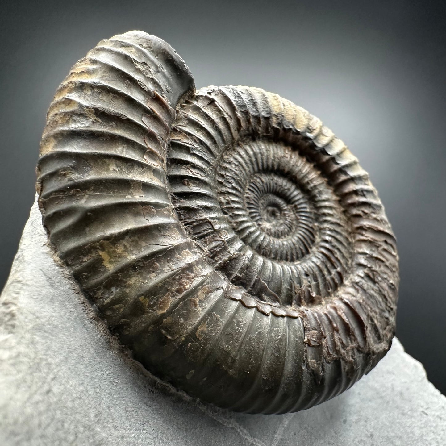 Dactylioceras Ammonite Fossil With box and Stand - Whitby, North Yorkshire Jurassic Coast Yorkshire Fossils
