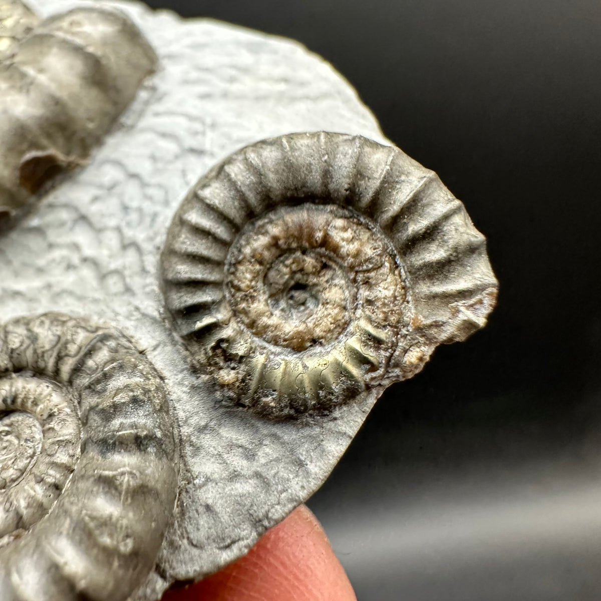 Arnioceras ammonite shell fossil with box and stand - Whitby, North Yorkshire Jurassic Coast Yorkshire Fossils