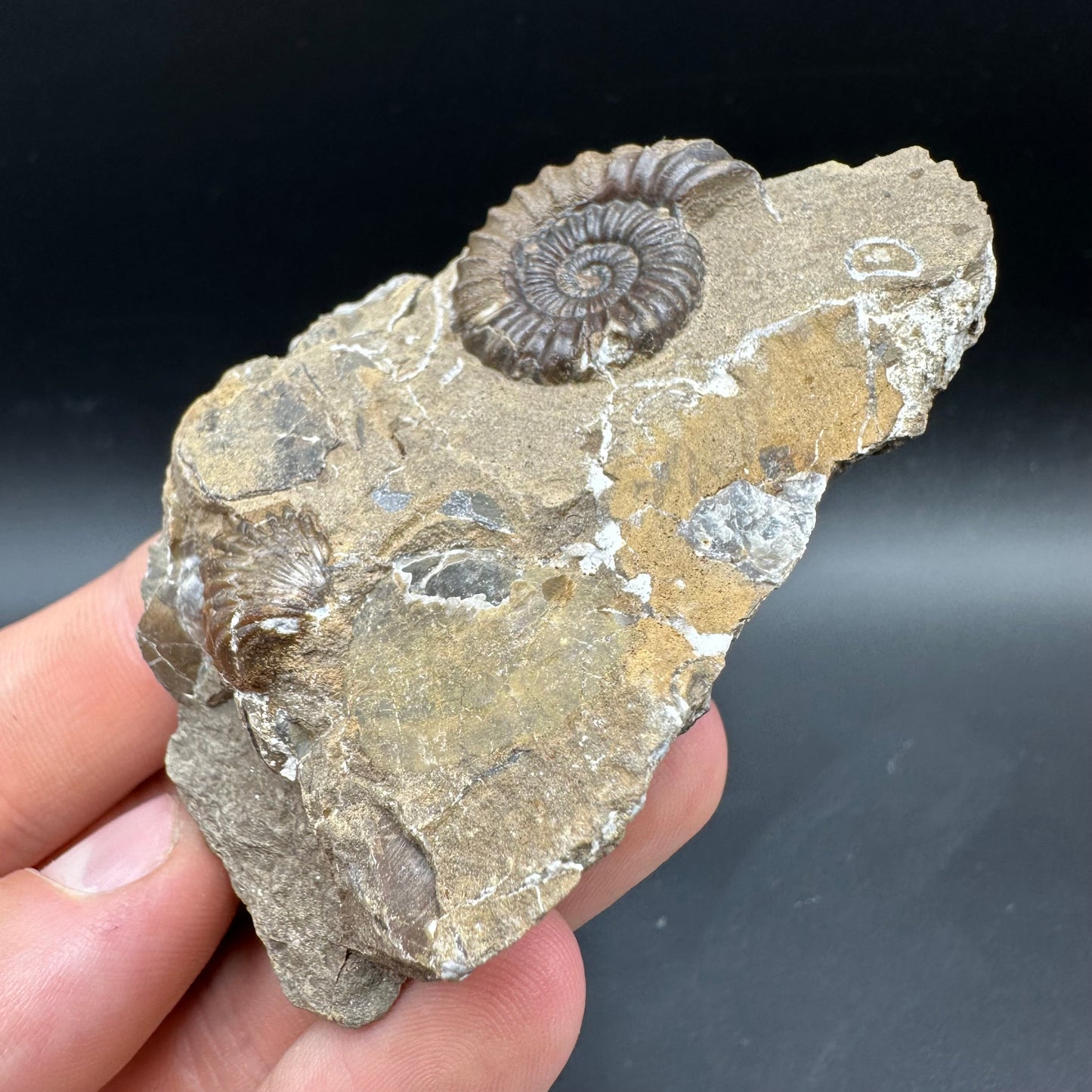 Androgynoceras capricornus Ammonite Fossil With Box And Stand - Whitby, North Yorkshire Jurassic Coast Yorkshire Fossils