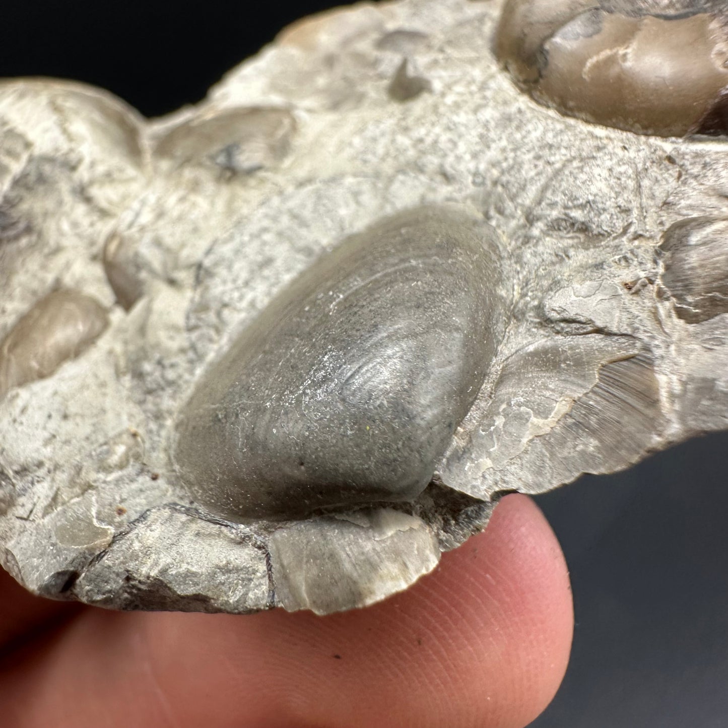 Agassiceras sp. ammonite fossil with box and stand - Whitby, North Yorkshire Jurassic Coast Yorkshire Fossils