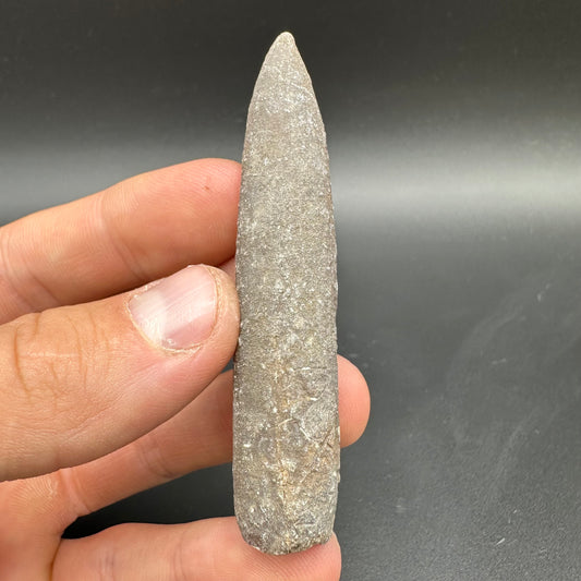 Belemnite (Fossil Squid) shell fossil with box and stand - Whitby, North Yorkshire Jurassic Coast Yorkshire Fossils