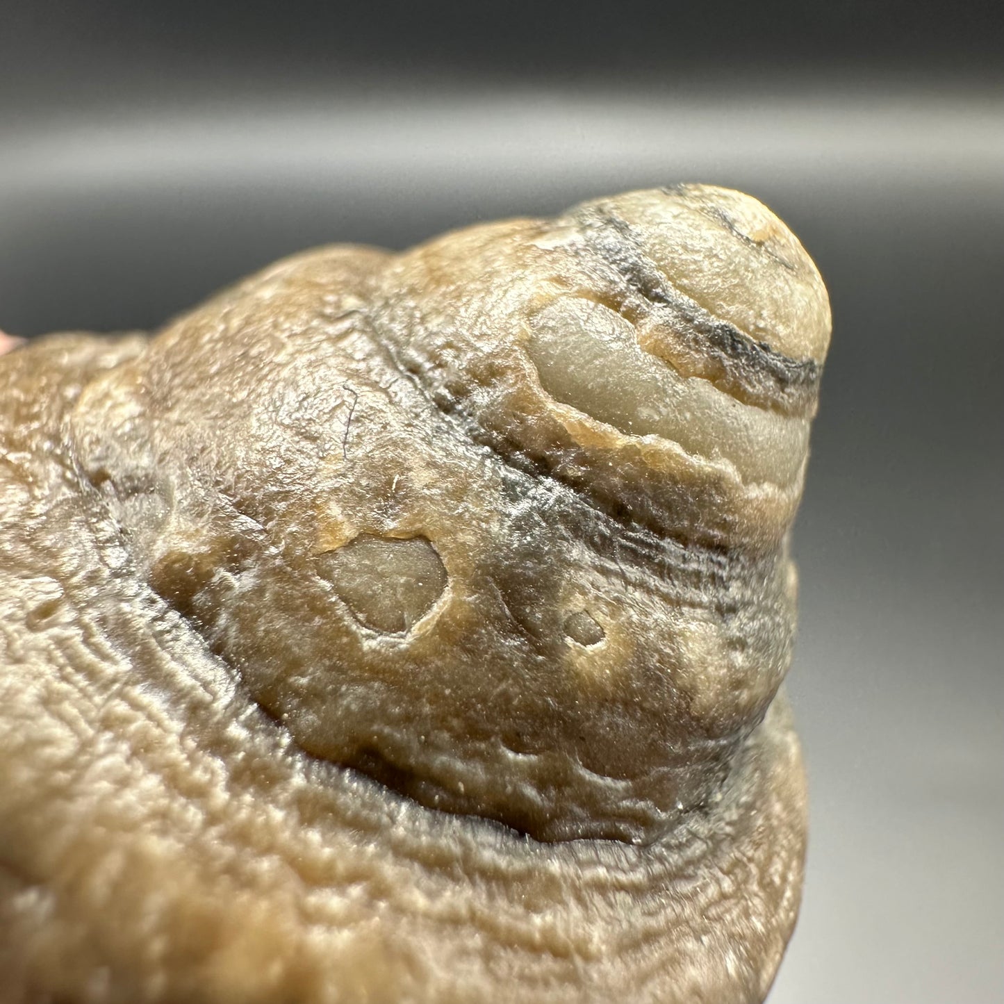 Gastropod Fossil Shell - Whitby, North Yorkshire, Jurassic Coast, Yorkshire Fossils