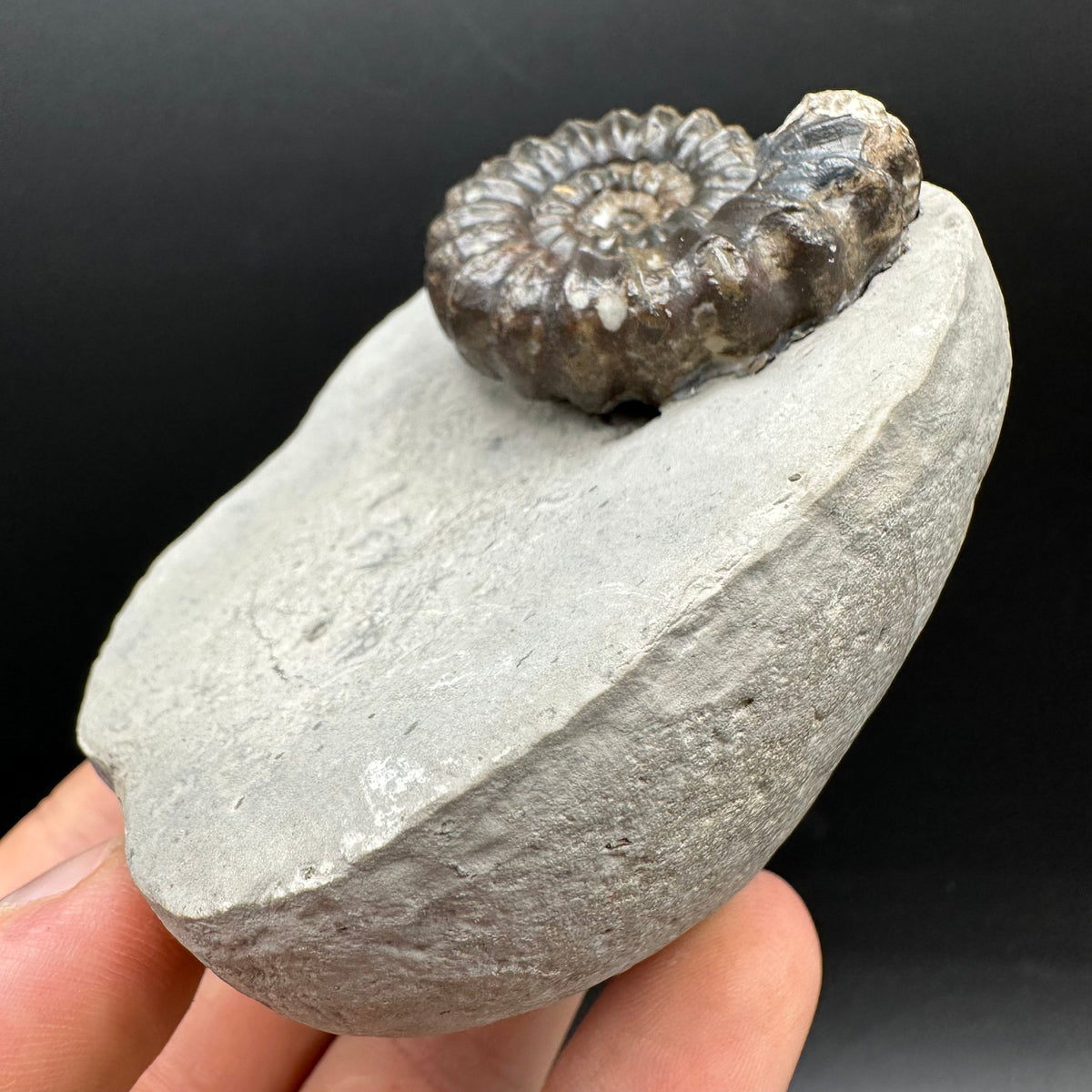 Androgynoceras maculatum ammonite fossil with box and stand - Whitby, North Yorkshire Jurassic Coast Yorkshire Fossils