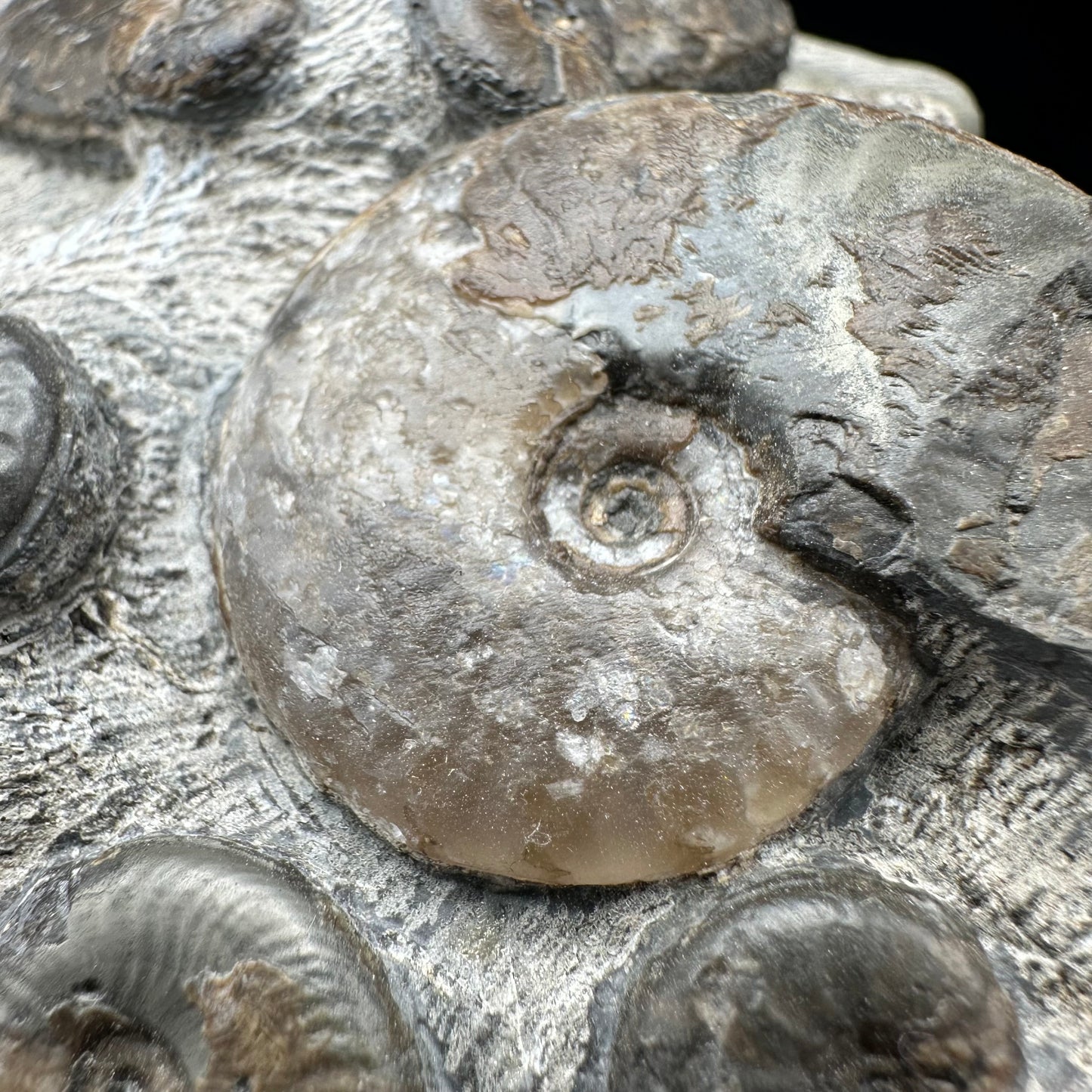 Eleganticeras Elegantulum ammonite fossil - Whitby, North Yorkshire Jurassic Coast, Yorkshire Fossils