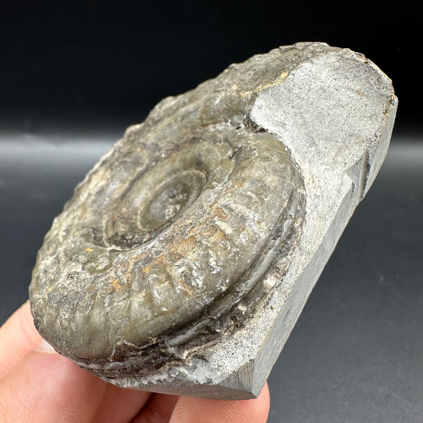 Hildoceras Bifrons Ammonite fossil with box and stand - Whitby, North Yorkshire Jurassic Coast, Yorkshire Fossils from the Jurassic Coast