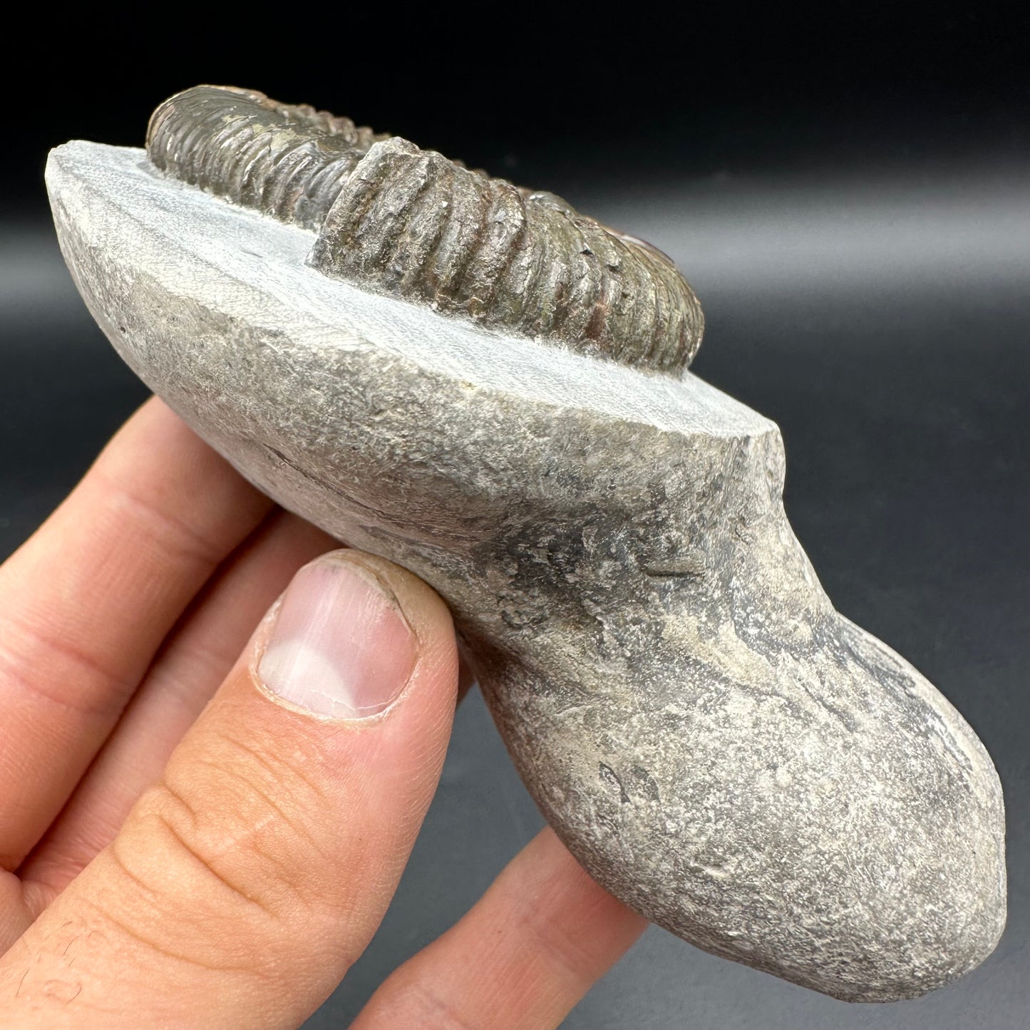 Dactylioceras Ammonite Fossil With Box And Stand - Whitby, North Yorkshire Jurassic Coast Yorkshire Fossils