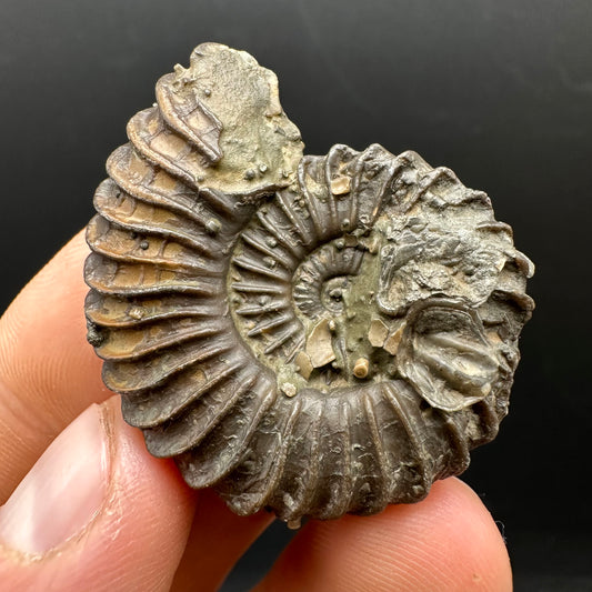 Schlothemia sp. ammonite fossil with box and stand - Whitby, North Yorkshire Jurassic Coast, Yorkshire fossils