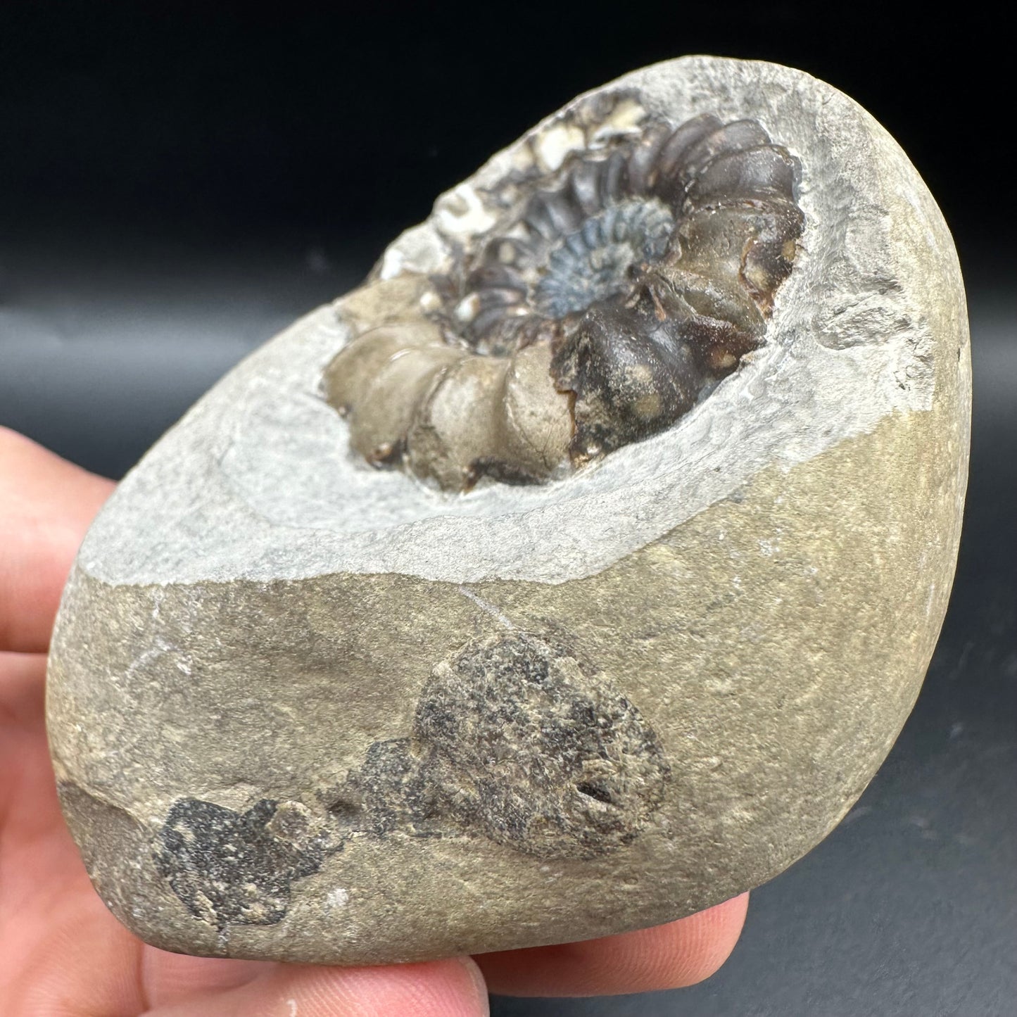 Androgynoceras maculatum Ammonite fossil with box and stand - Whitby, North Yorkshire Jurassic Coast Yorkshire Fossils n