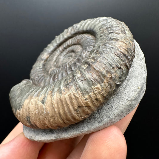 Dactylioceras Ammonite Fossil With box and Stand - Whitby, North Yorkshire Jurassic Coast Yorkshire Fossils