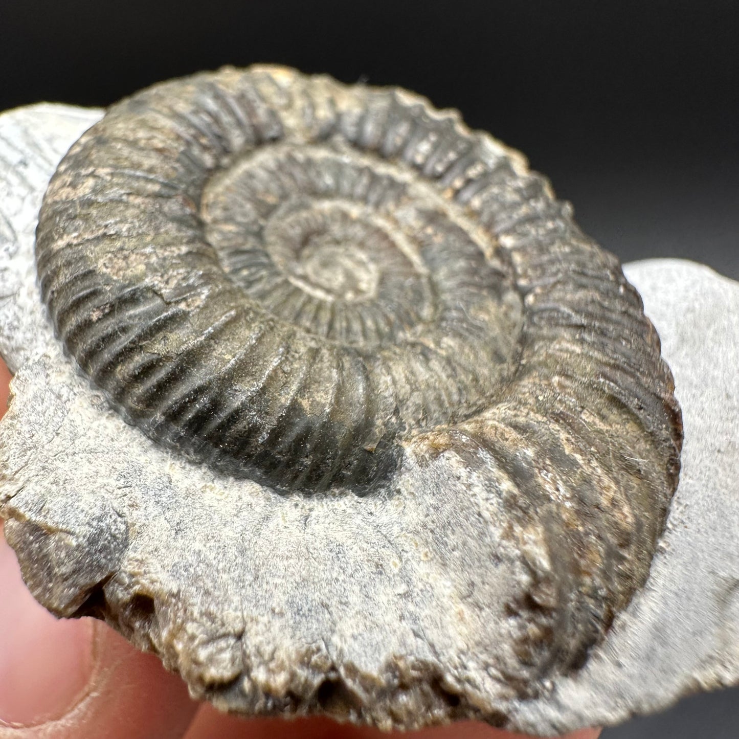 Dactylioceras Ammonite Fossil With Box And Stand - Whitby, North Yorkshire Jurassic Coast Yorkshire Fossils