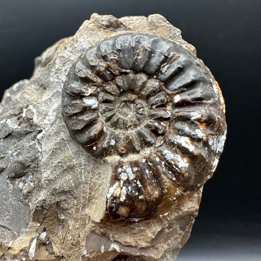 Amaltheus subnodosus Ammonite fossil with stand - Whitby, North Yorkshire Jurassic Coast Yorkshire Fossils