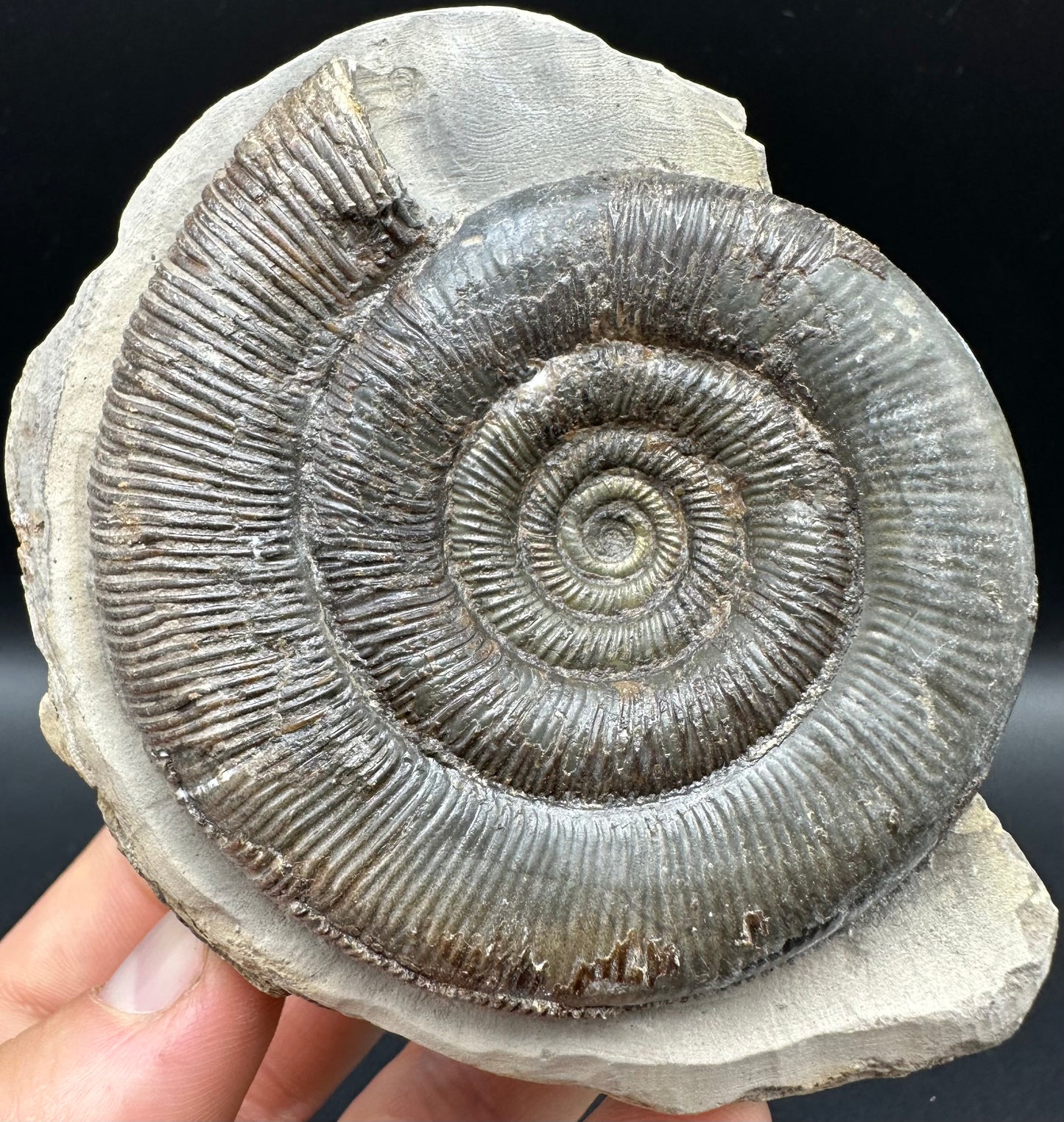 Dactylioceras tenuicostatum Ammonite fossil with box and stand - Whitby, North Yorkshire Jurassic Coast