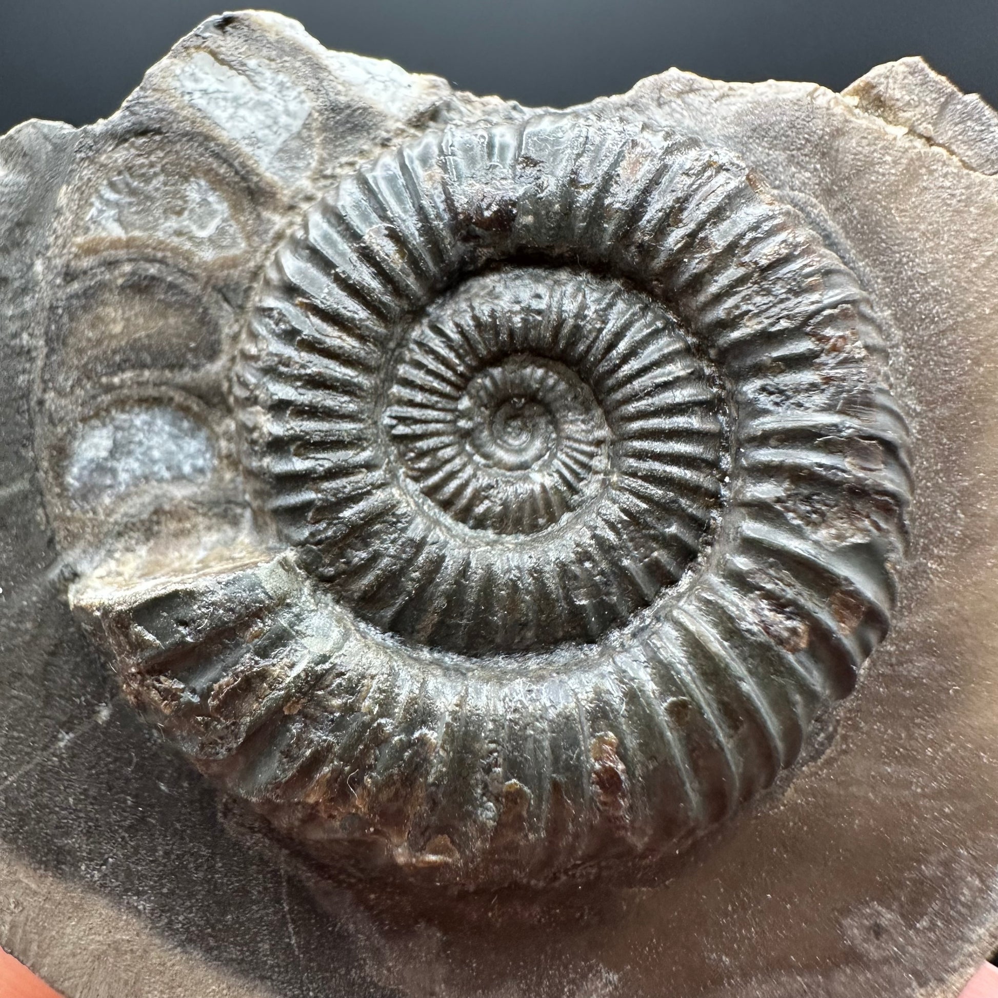 Genuine Yorkshire ammonite fossil for sale – Whitby Jurassic specimen