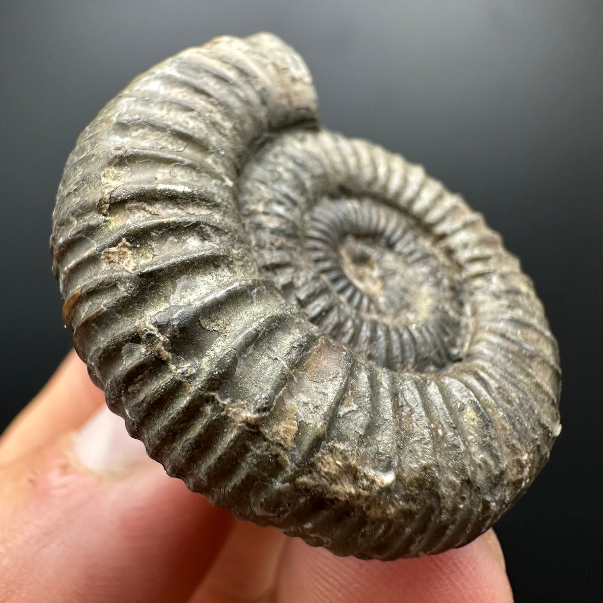Dactylioceras Ammonite Fossil With box and Stand - Whitby, North Yorkshire Jurassic Coast Yorkshire Fossils