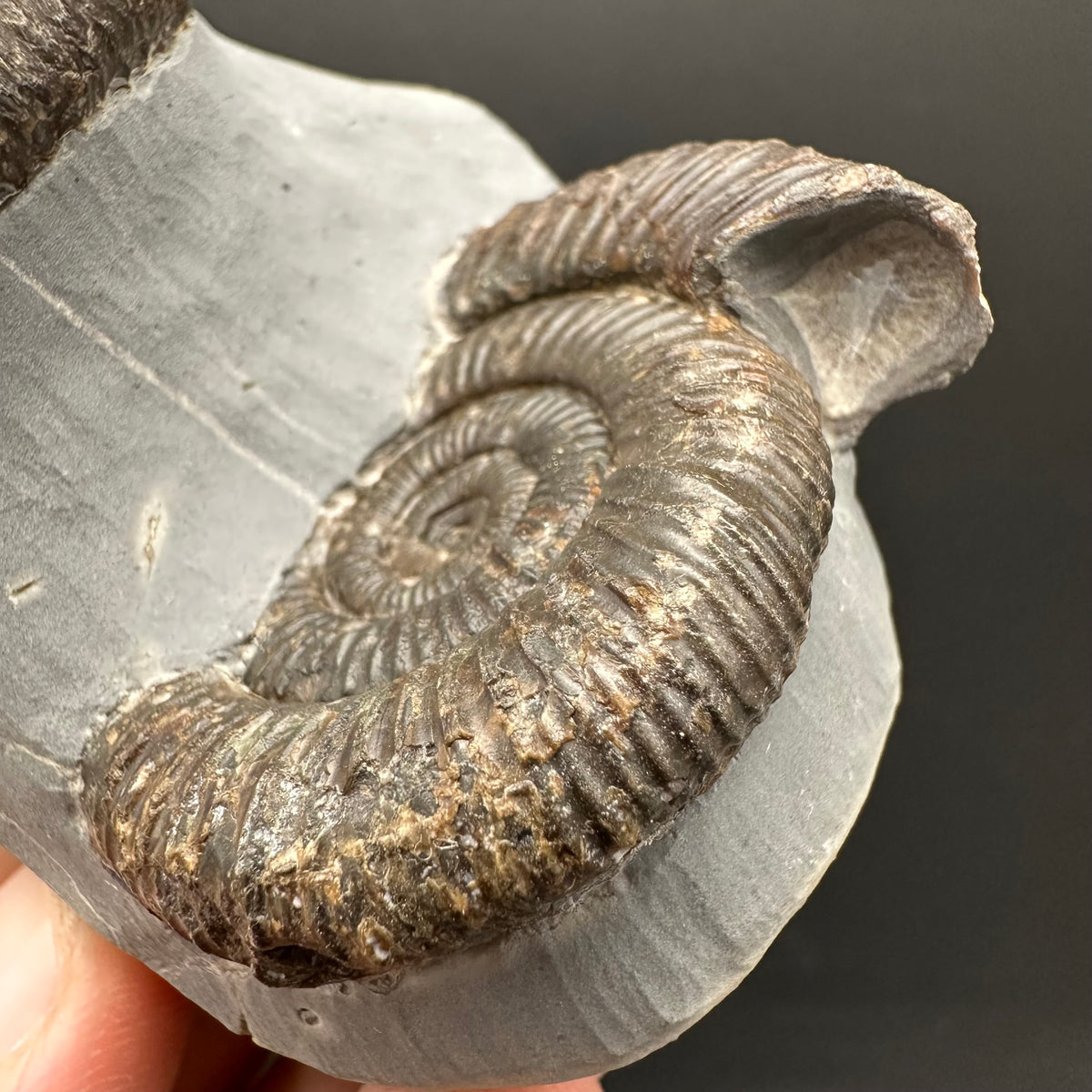 Dactylioceras Ammonite Fossil With Stand - Whitby, North Yorkshire Jurassic Coast Yorkshire Fossils