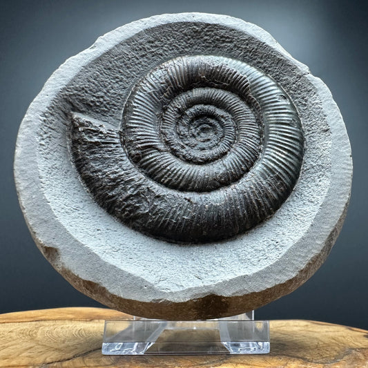 Dactylioceras tenuicostatum Ammonite fossil with box and stand - Whitby, North Yorkshire Jurassic Coast