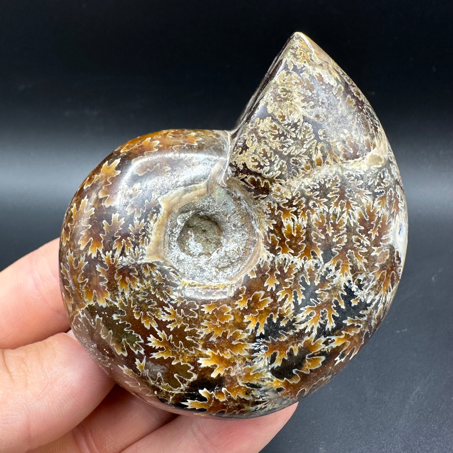 Puzosia Ammonite Fossil With Box And Stand - Cretaceous Ammonite Madagascar