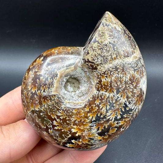 Puzosia Ammonite Fossil With Box And Stand - Cretaceous Ammonite Madagascar