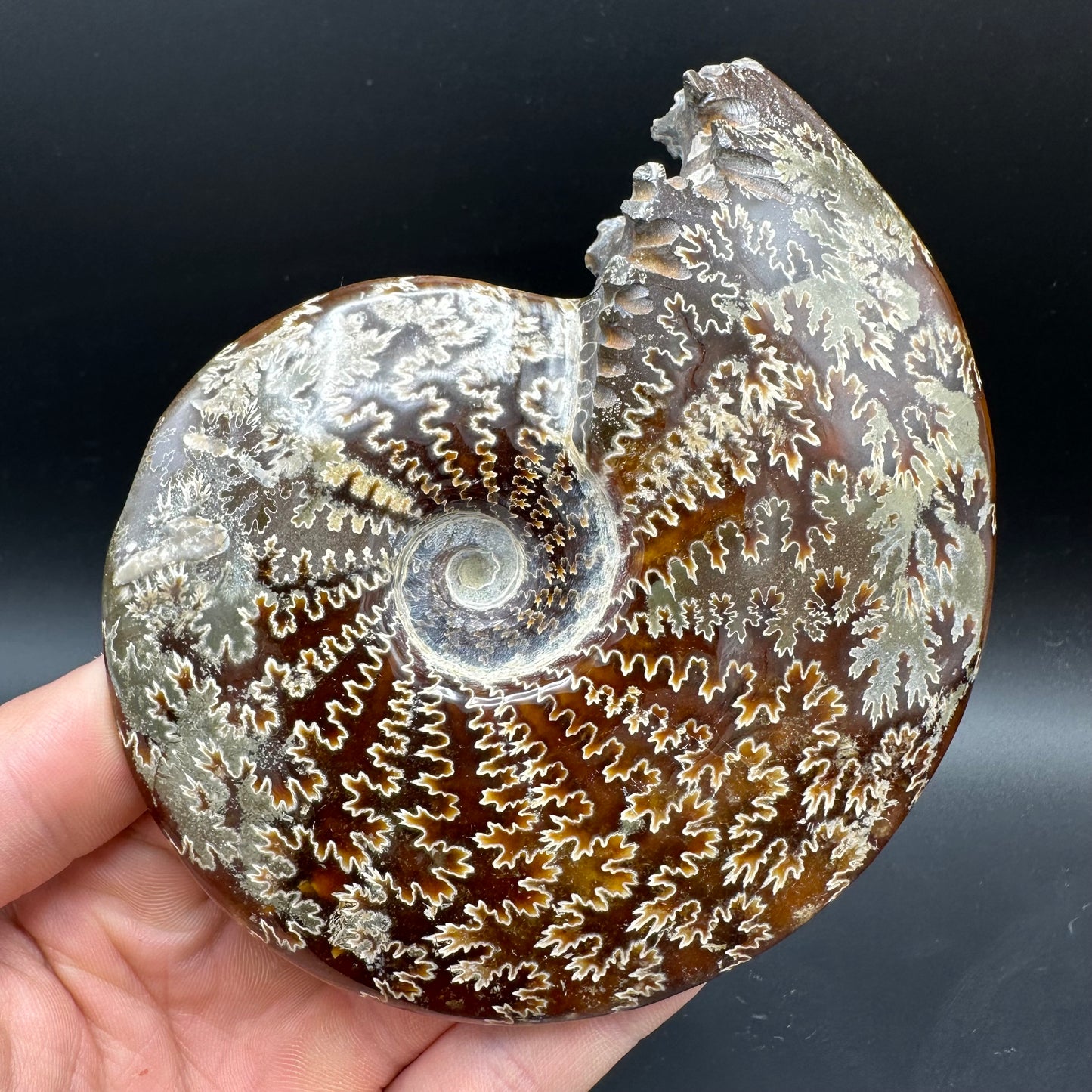 Cleoniceras Ammonite Fossil With Box And Stand - Cretaceous Ammonite Madagascar