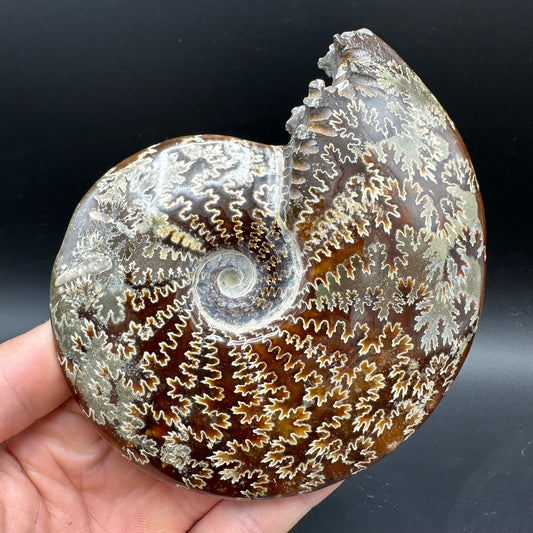 Cleoniceras Ammonite Fossil With Box And Stand - Cretaceous Ammonite Madagascar