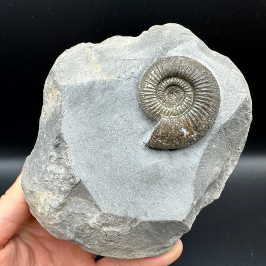 Dactylioceras semicelatum Ammonite fossil - Whitby, North Yorkshire Jurassic Coast Yorkshire Fossils