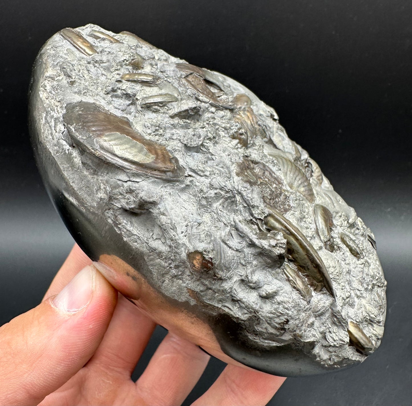 Golden Egg (GENUINE) Ammonite Fossil With Stand - Whitby, North Yorkshire Jurassic Coast Yorkshire Fossils