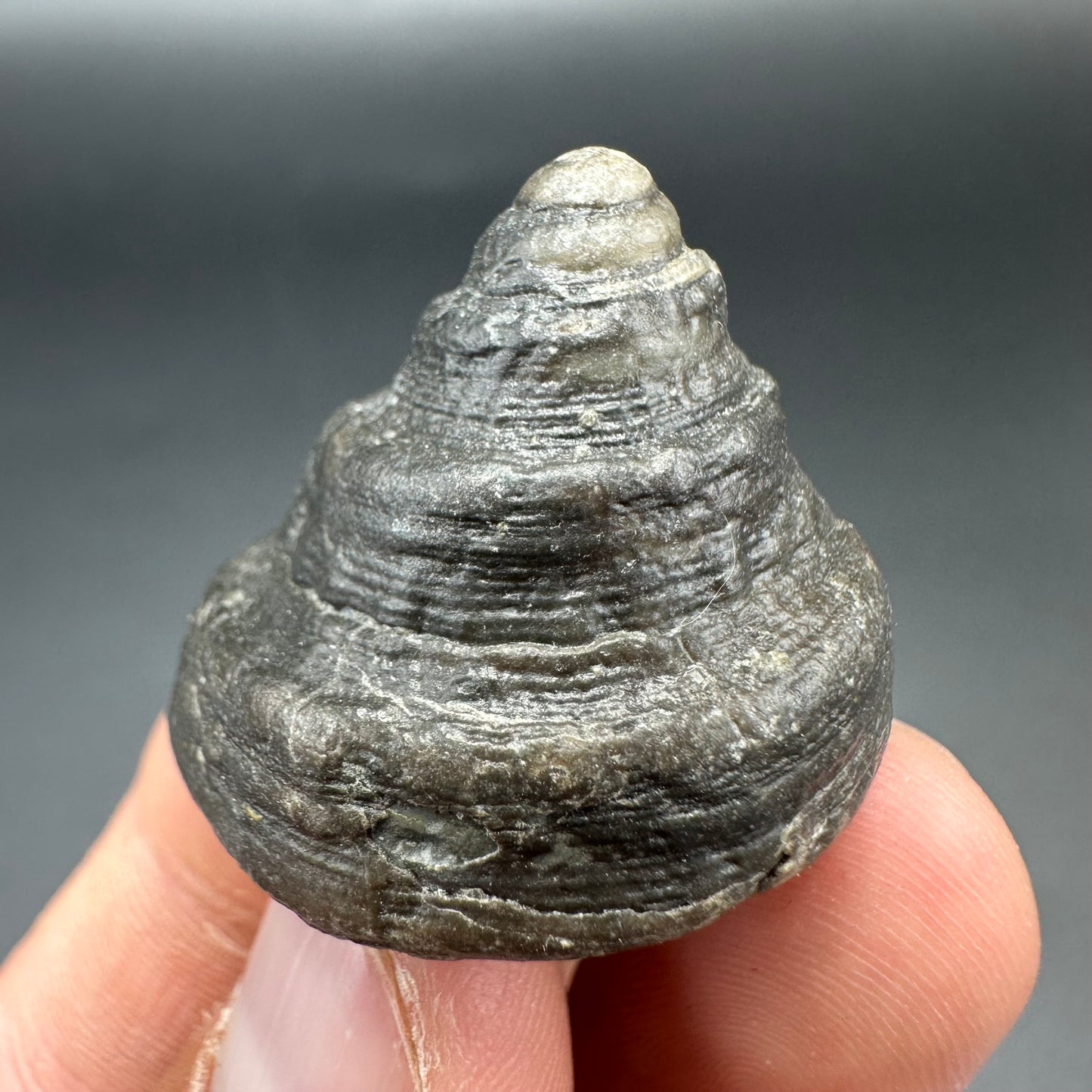 Gastropod Fossil Shell - Whitby, North Yorkshire, Jurassic Coast, Yorkshire Fossils