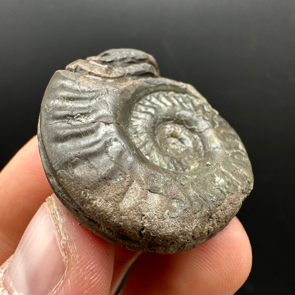 Snakestone Ammonite Fossil With Bag/Box And Stand - Whitby, North Yorkshire Jurassic Coast Yorkshire Fossils