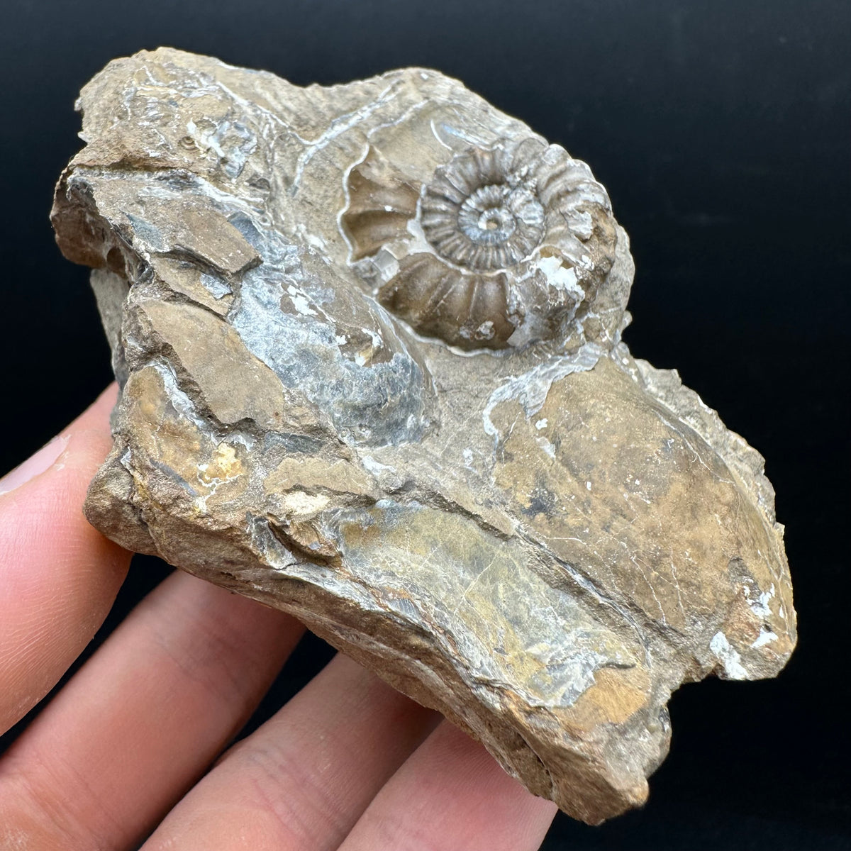 Androgynoceras capricornus Ammonite Fossil With Stand - Whitby, North Yorkshire Jurassic Coast Yorkshire Fossils