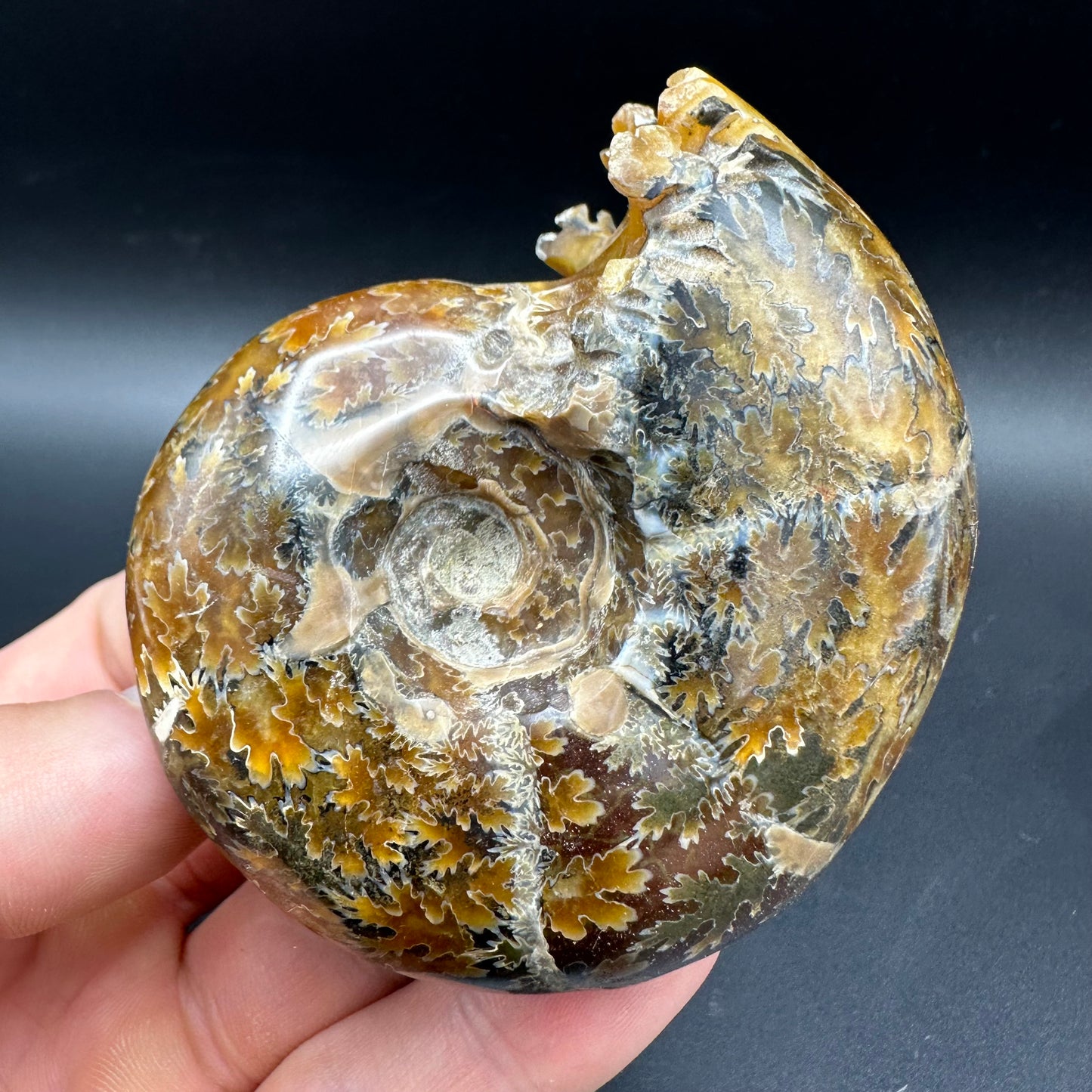 Puzosia Ammonite Fossil With Box And Stand - Cretaceous Ammonite Madagascar