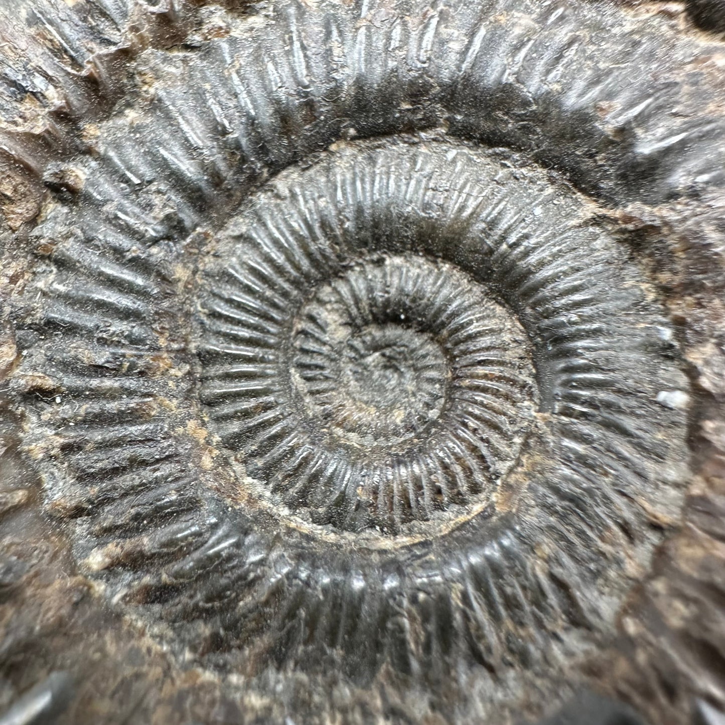 Peronoceras fibulatum Ammonite fossil with box and stand - Whitby, North Yorkshire Jurassic Coast Yorkshire Fossils