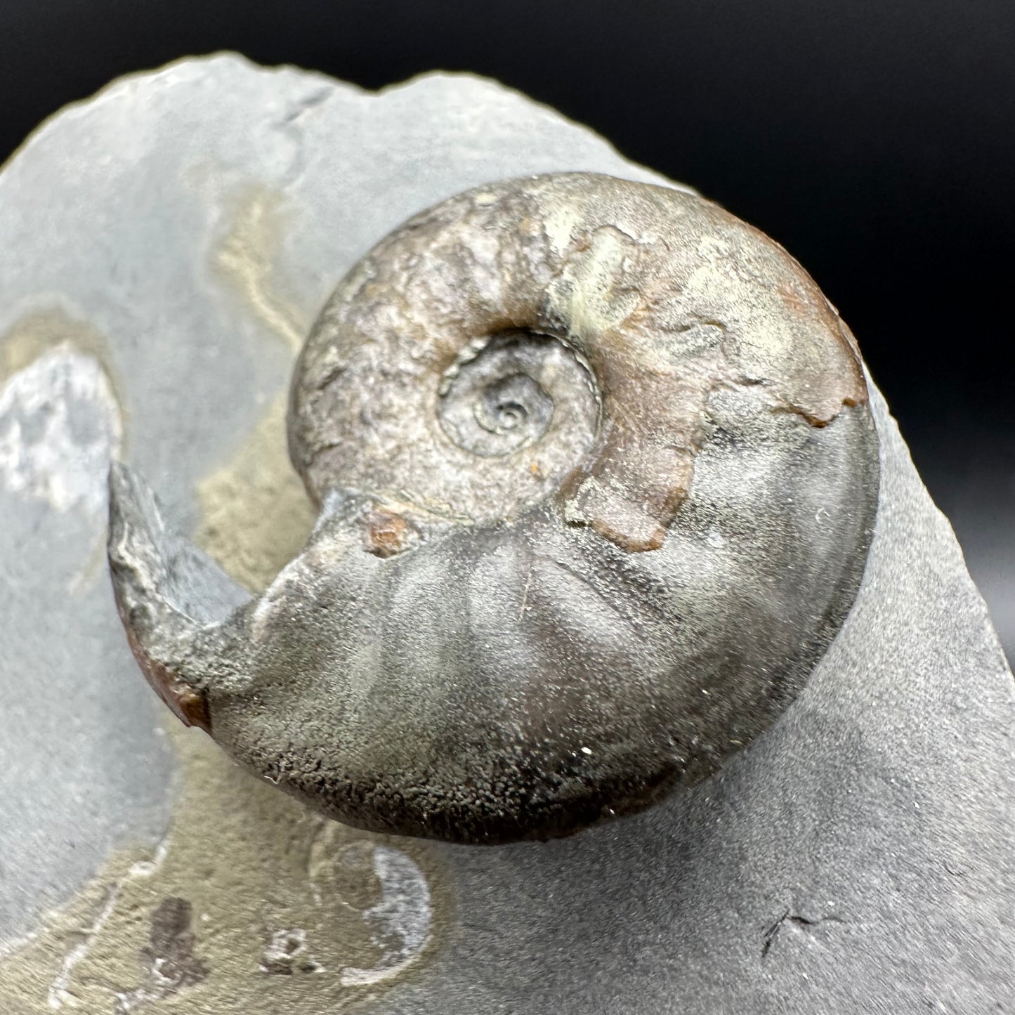Agassiceras sp. ammonite fossil with box and stand - Whitby, North Yorkshire Jurassic Coast Yorkshire Fossils